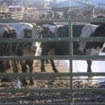 Court Victory Against Water Polluting CAFO (Concentrated Animal Feeding Operation)