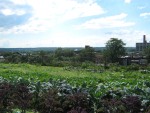 Urban Farmer Novella Carpenter’s Transformation of a Weedy Vacant Lot: A Story Told Well
