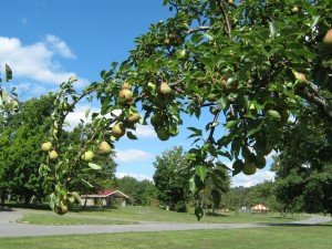 Tree branch laden with Barlett pears 