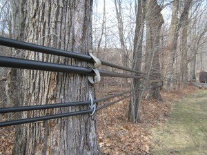 Modern tubing to collect sap in Sweet Brook Farm’s sugar bush in the Berkshires