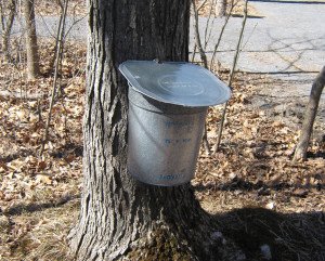 Maple sugar open house at Five Rivers Environmental Education Center outside Albany, NY: Tapping a sugar maple the old fashioned way