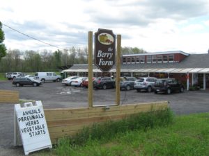 Local spring asparagus available at Chatham Berry Farm