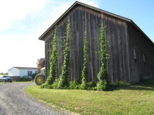 Roxbury Farm cultivating hops on the sunny side of a farm building.