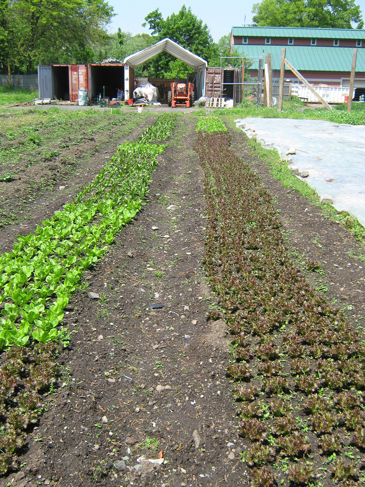 A 2.5 Acre Heritage Farm Grows In NYC: Producing 45 Tons of Produce In Past 6 Seasons & Growing Community Spirit