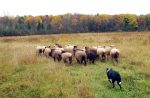 In Sync With Nature: A Visit to Pam & Gary Kleppel’s Inspiring Longfield Farm in Upstate New York